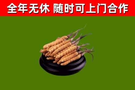 武平回收冬虫夏草