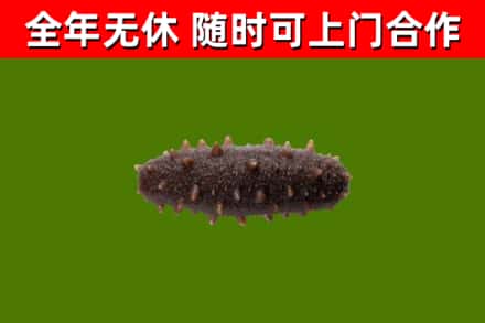 武平回收海参干